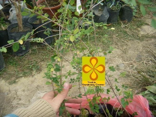 紅雞油(榆樹)榔榆