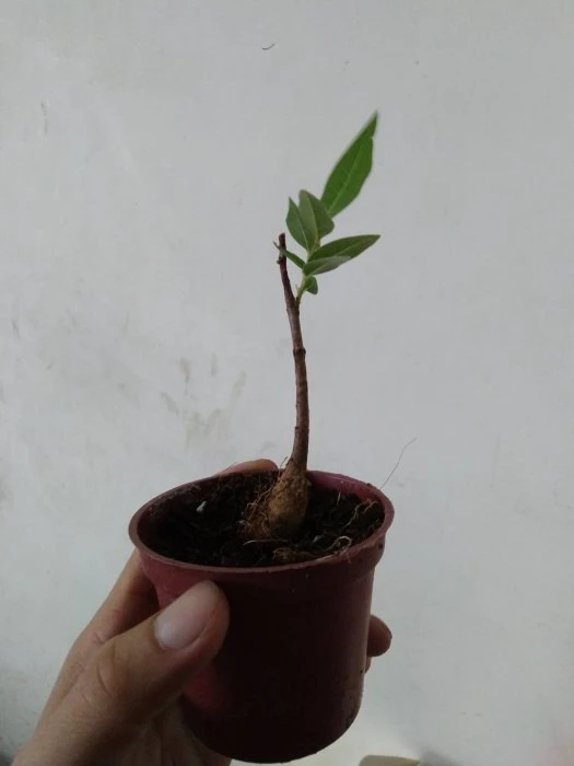 大喬木(昆士蘭瓶幹樹)佛肚樹