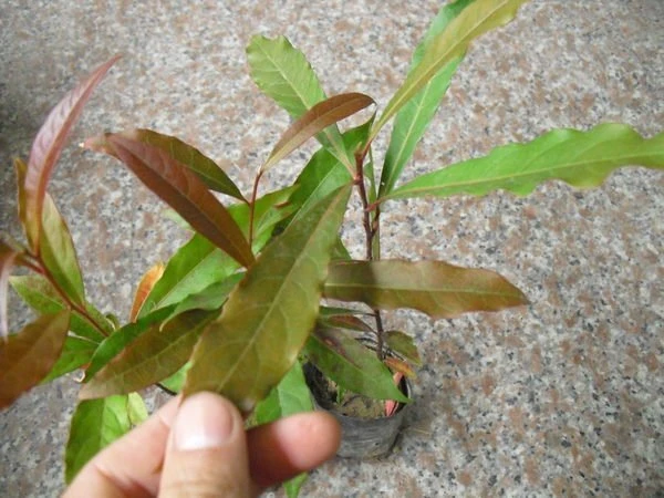 常綠喬木-(杜英)