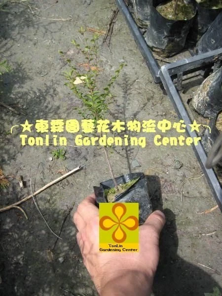 (楓港柿)紅紫檀