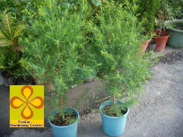 香草植物( 澳洲茶樹 )