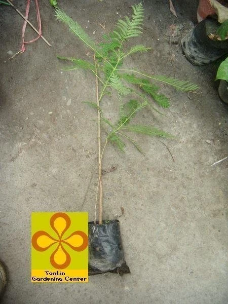 (藍花楹)巴西紫葳