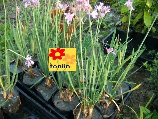 紫嬌花