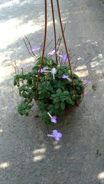 (海豚花)紫花海豚花