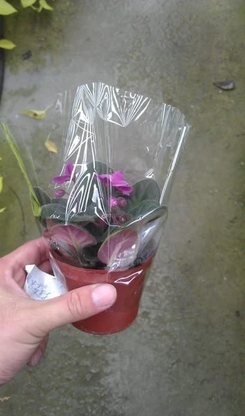 非洲紫羅蘭(非洲菫)