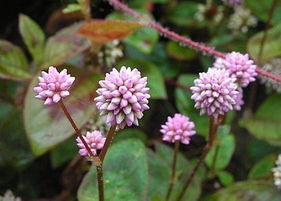 粉球藜(頭花蓼)