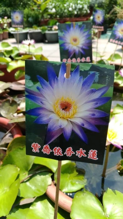 (紫喬依香水蓮)睡蓮