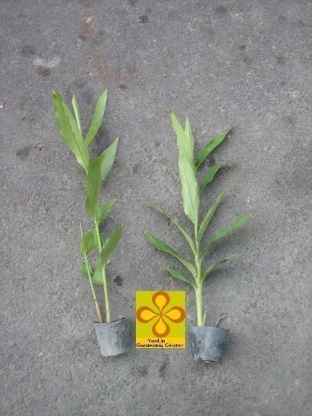 野薑花