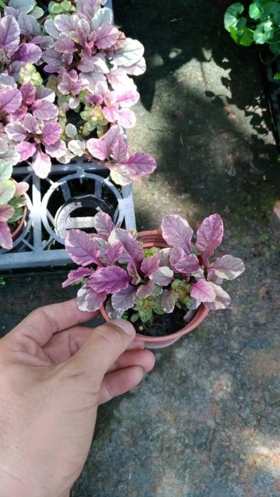斑葉洋筋骨草(斑葉紫唇花)