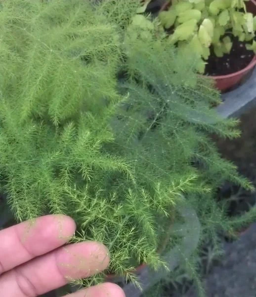 (文竹)新娘草