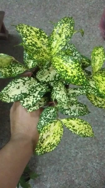 星點木