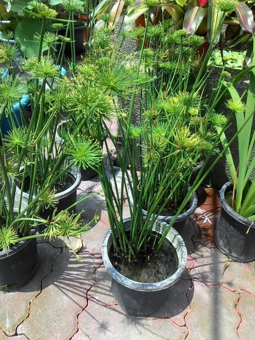 (小紙莎草)矮紙莎草