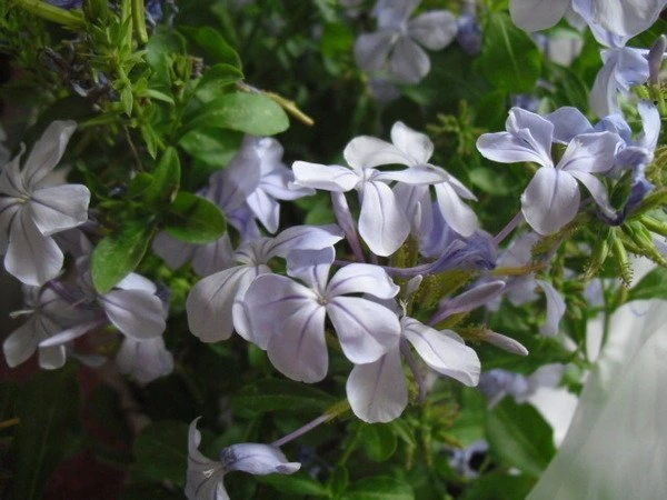 藍雪花