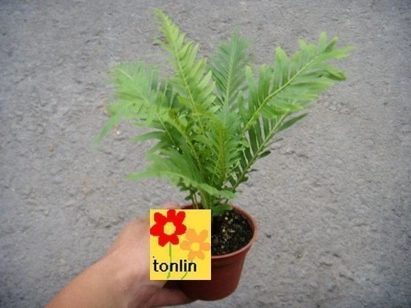美人蕨(富貴蕨)