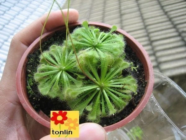 毛氈苔