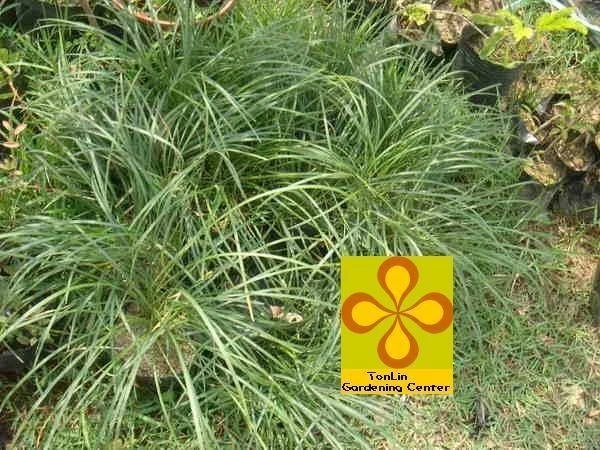 沿階草