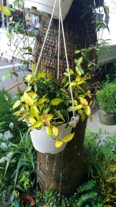 花葉絡石-黃金絡石