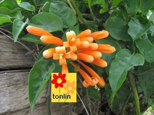 炮仗花