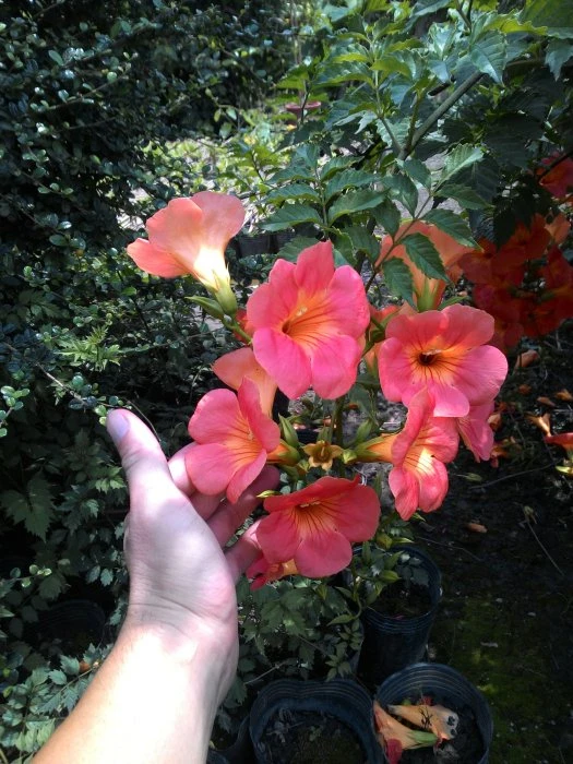 凌霄花
