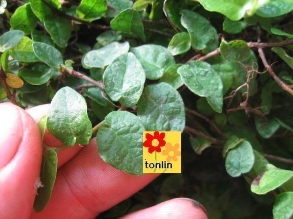 薜荔