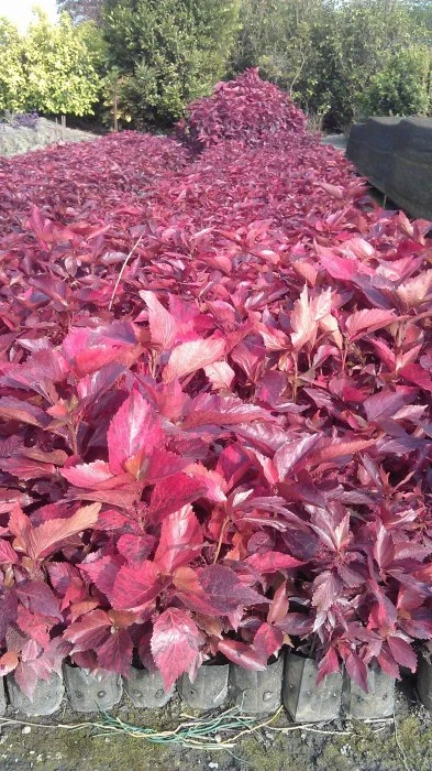 (紅葉鐵莧)紅葉鐵莧