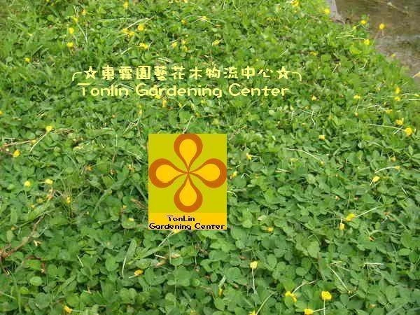 蔓花生