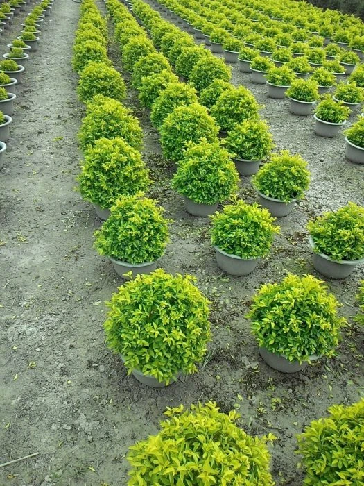 (球型黃金露花)球型金露花