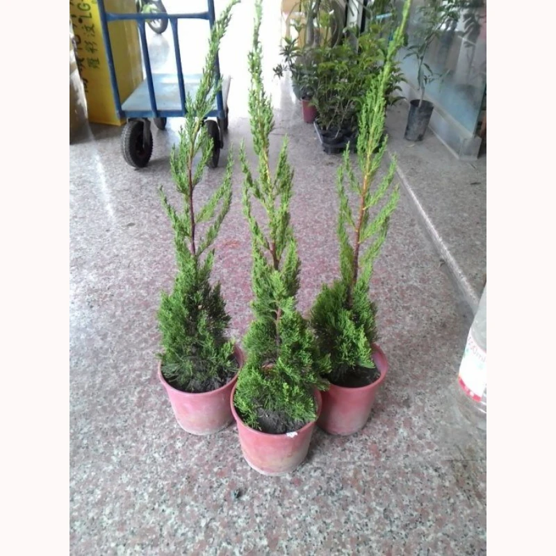6吋龍柏