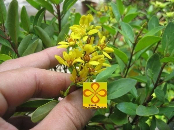 常綠灌木( 金英樹 )