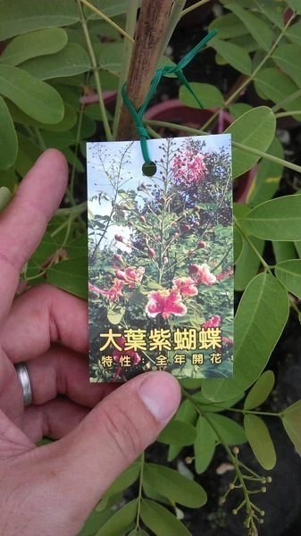 (大花紫蝴蝶)番蝴蝶
