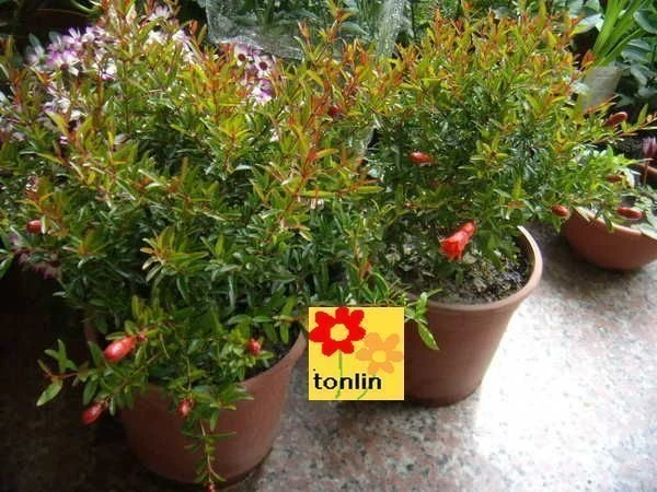 超優質花種( 石榴 )小葉榭榴