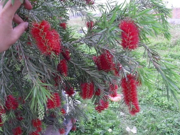 優質樹種(串錢柳)紅瓶刷子