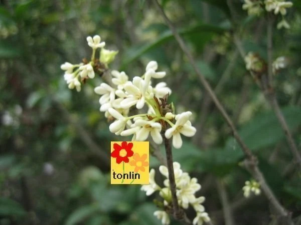 優質樹種(桂花)四季桂花