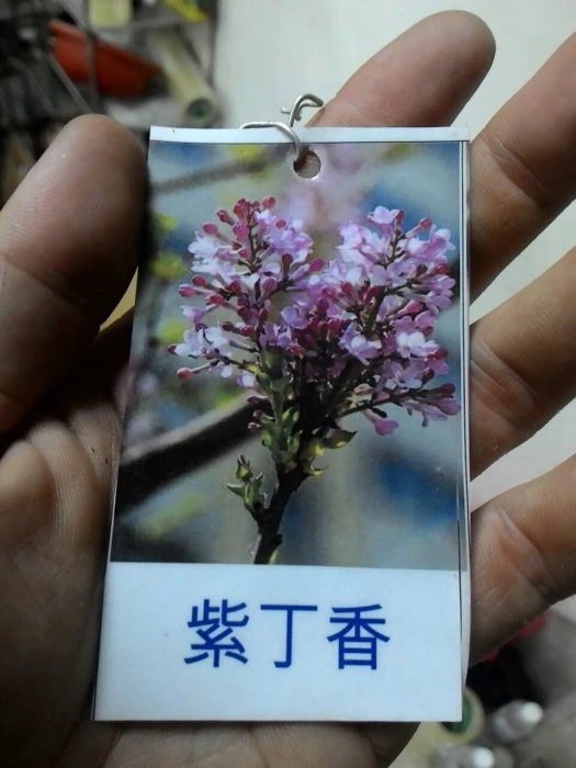 香花植物**( 紫丁香 )南丁香