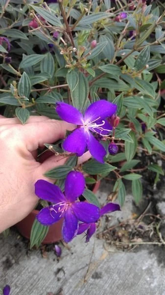 優質灌木(巴西野牡丹)野牡丹