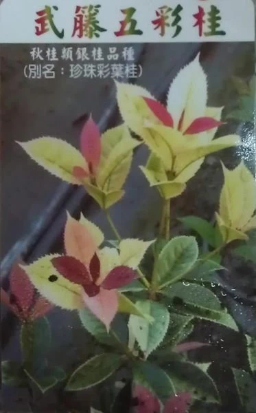 珍稀桂花