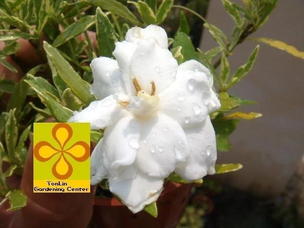 常綠灌木梔子花 -(鑲邊水梔)