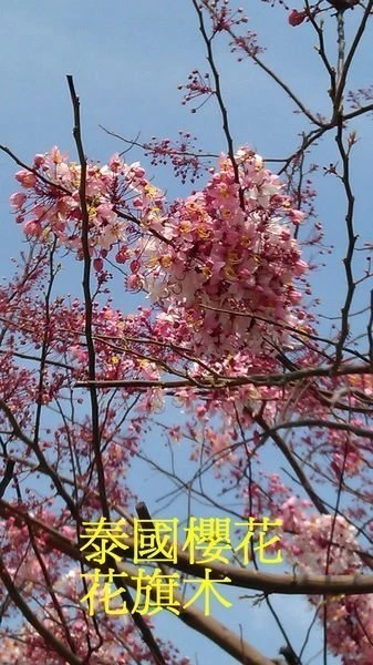 泰國櫻花
