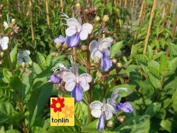 花蝴蝶(紫蝶花)