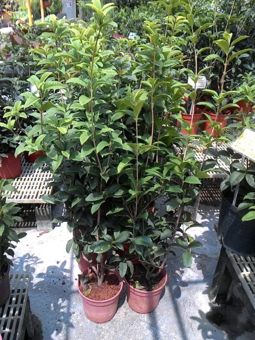 優質樹種(桂花)四季桂