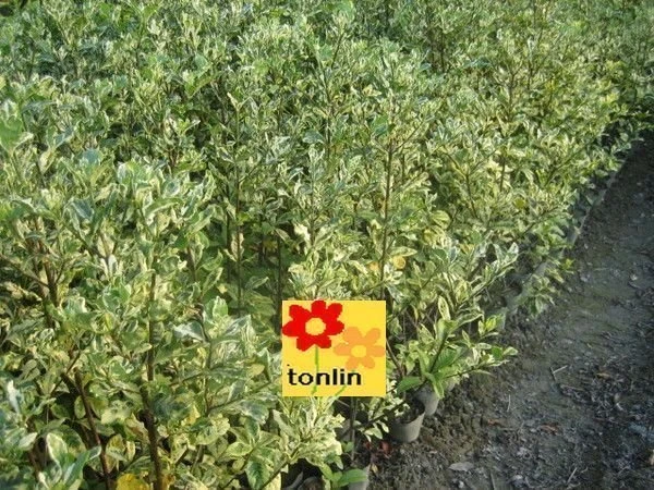 超優質香花灌木**( 斑葉黃梔 )