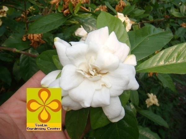 超優質香花灌木**梔子花( 黃梔花 )