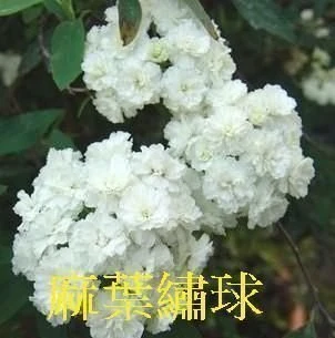 落葉灌木(麻葉繡球) 