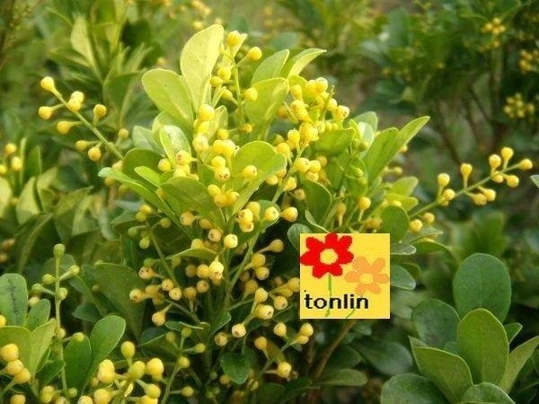 香花植物( 樹蘭 ) 樹蘭