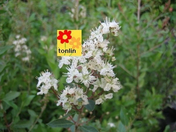超優質花種( 指甲花 ) 