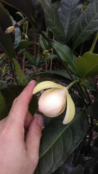 香花植物(夜合花)