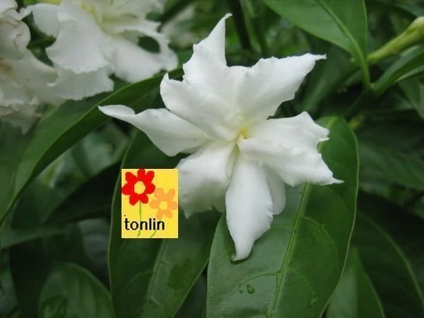 超優質花種( 馬茶花 )