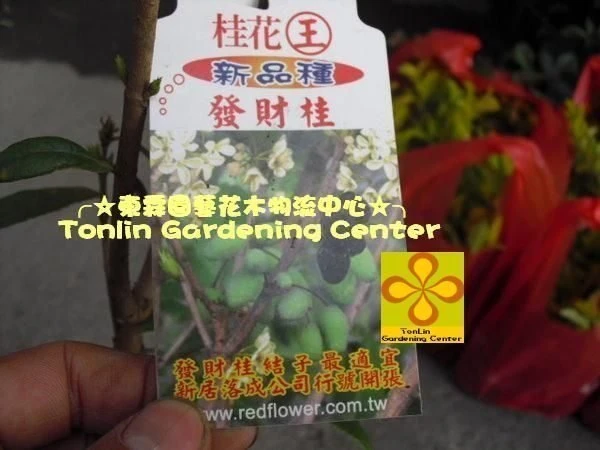 珍稀桂花** (發財桂)