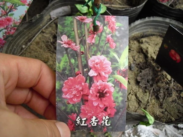 超優質樹種( 杏花 ) 