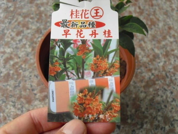 (早花丹桂)桂花
